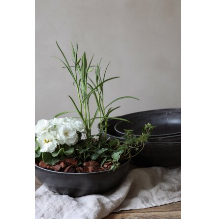 Sk�l Delicata S Gr�